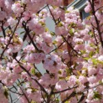 桜咲く。。