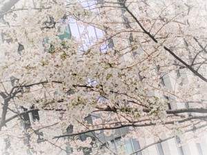 20180328_桜