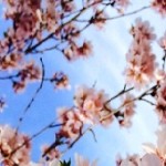 ☆奈良と桜☆