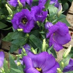 花紫2