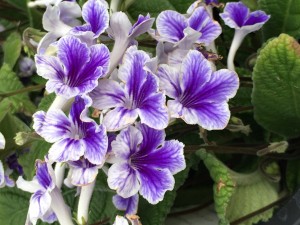 花紫3