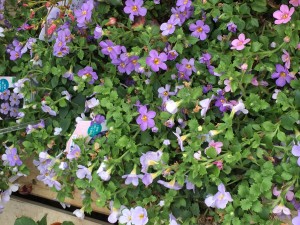 花紫4