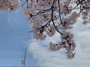 桜の季節になりました☆