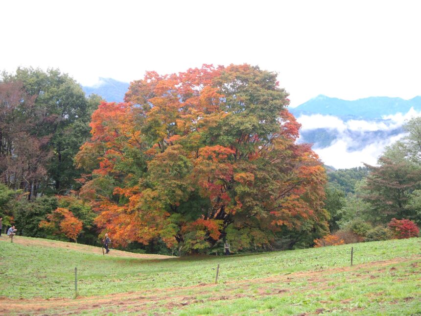 親子で行きたい安曇野周辺の紅葉スポット