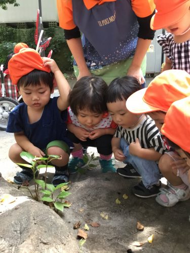 ★夏といったらせみちゃん★