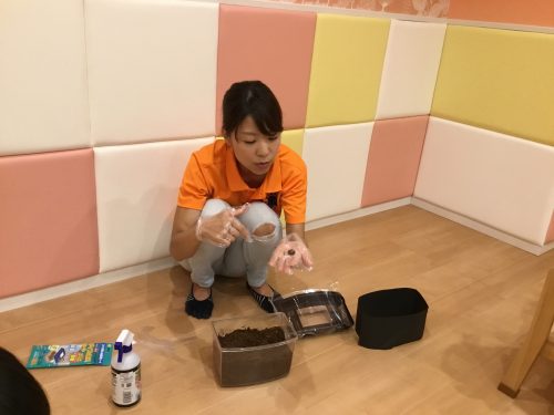 ★カブト虫の赤ちゃんこんにちは★