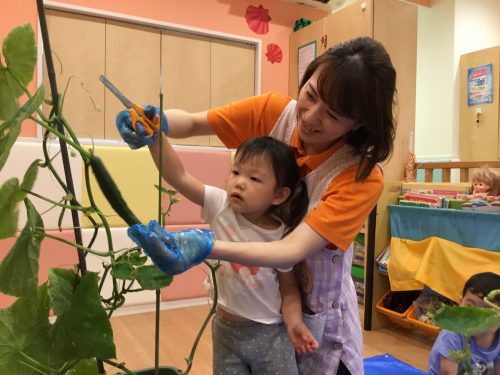 ?園で育てたキュウリを収穫しました?