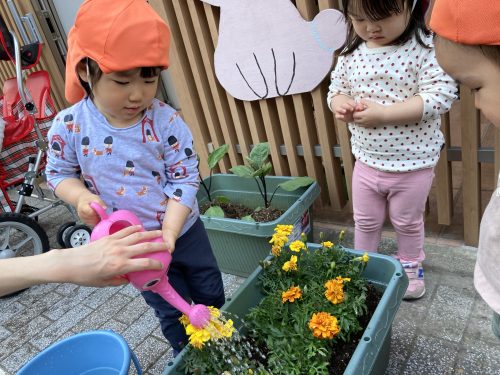 ?茄子を収穫しました?