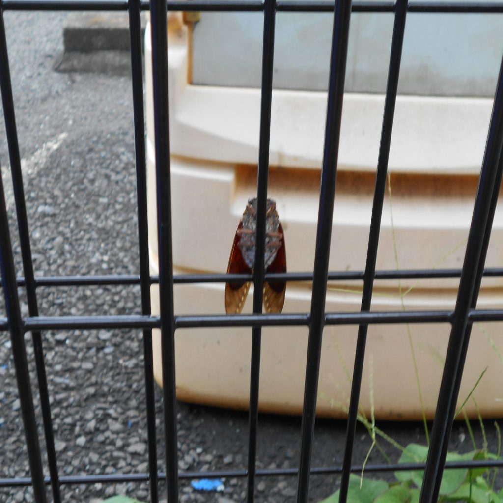 ８月１６日　園ブログ?