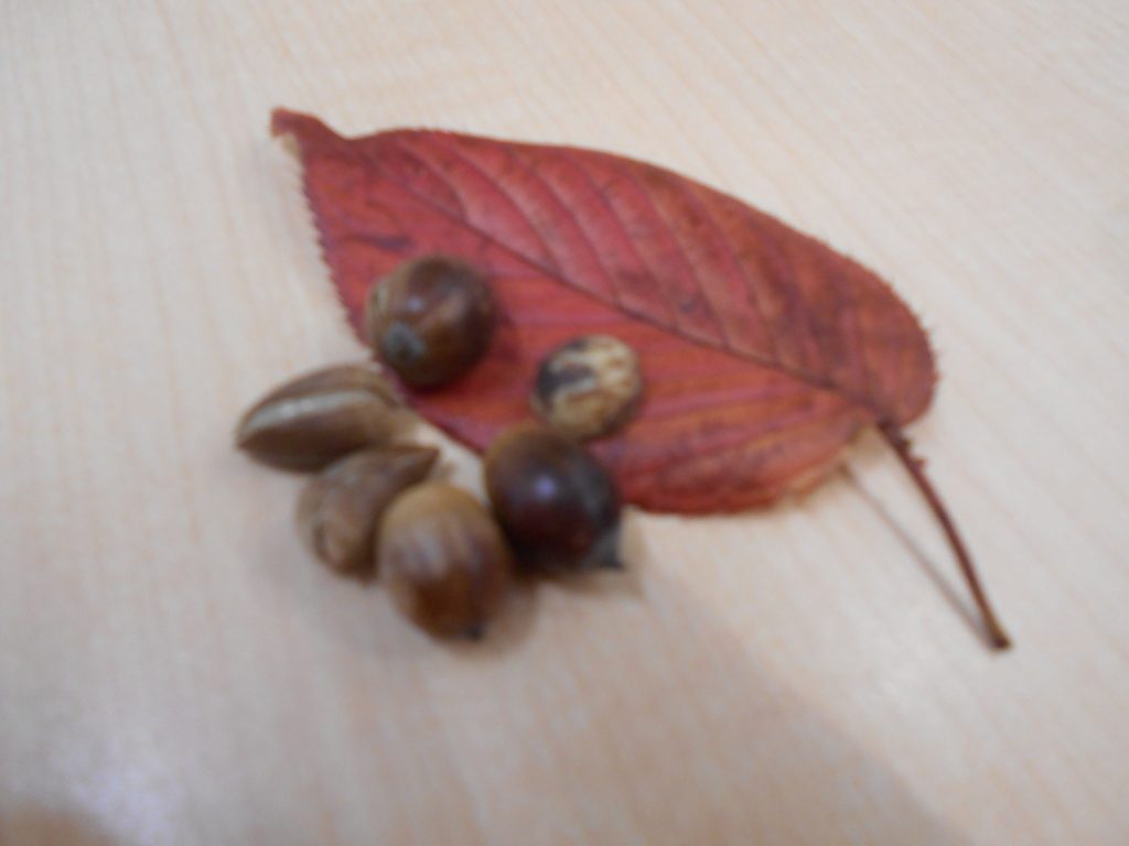 園ブログ　～今週の子ども達～