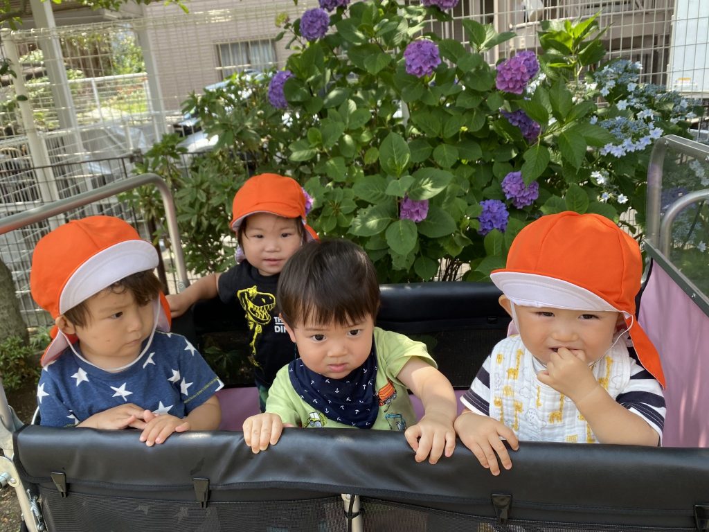 園ブログ　　梅雨に入りました。アジサイが満開です♪