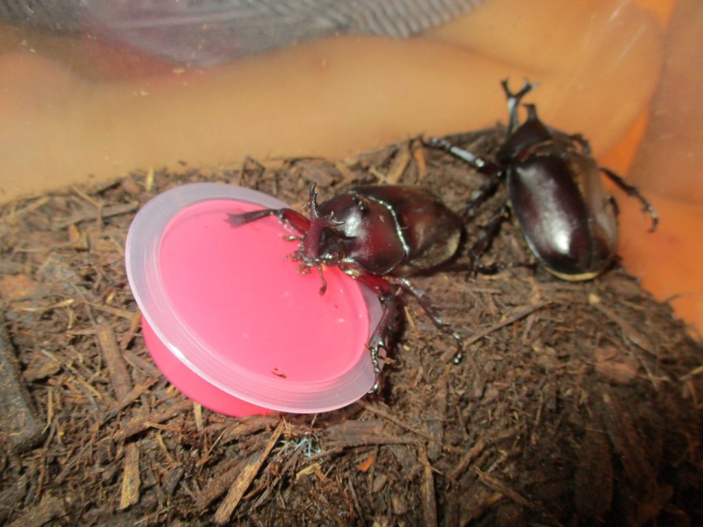 2月25日(土)の給食・おやつ