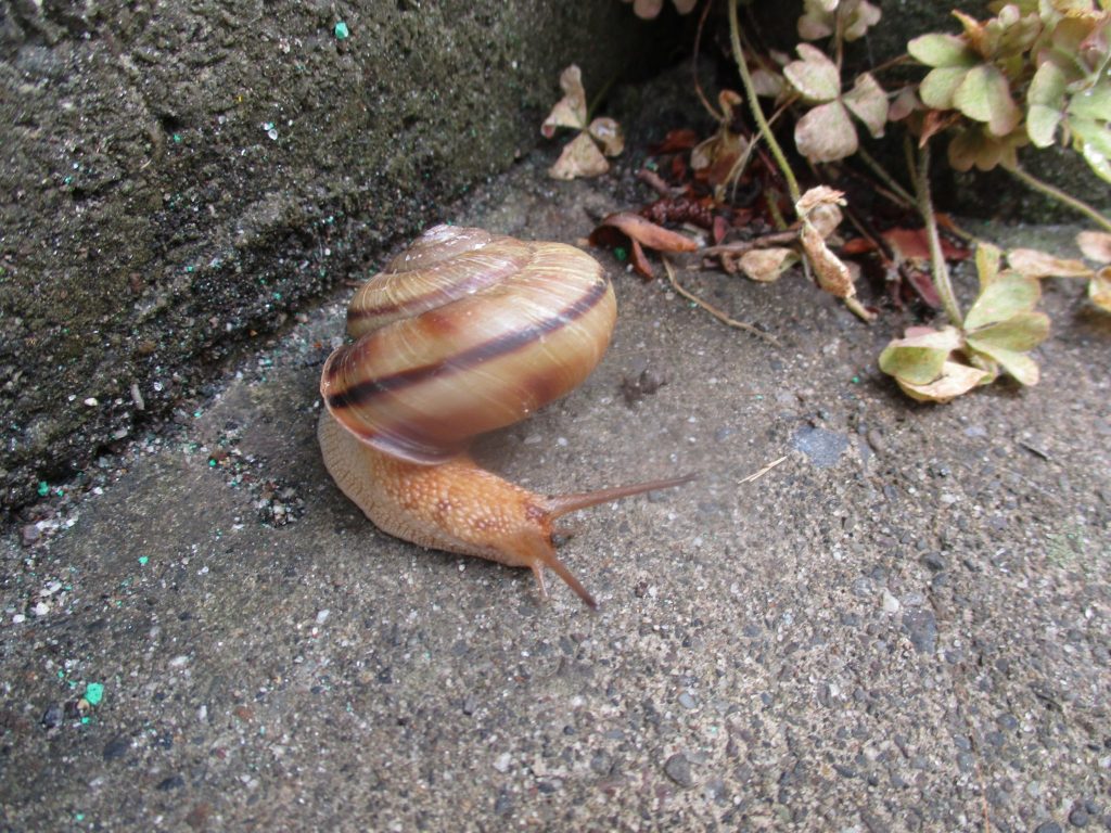 ?絵本読み聞かせプログラム?