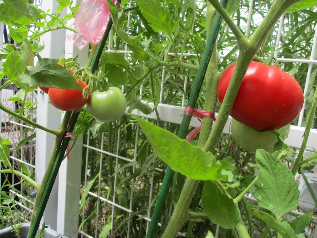 ?絵本読み聞かせプログラム?