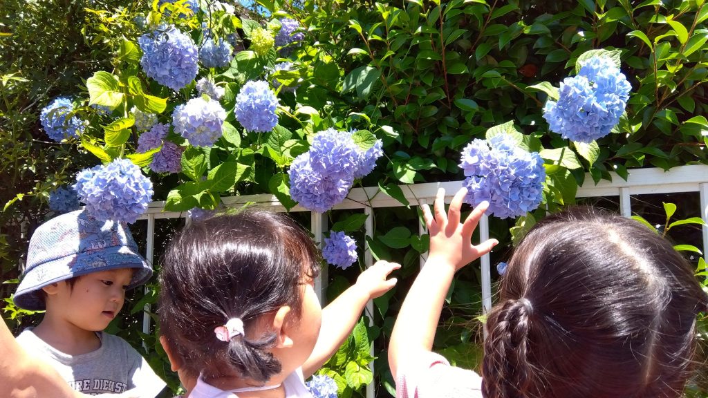 紫陽花の季節ですね🐸