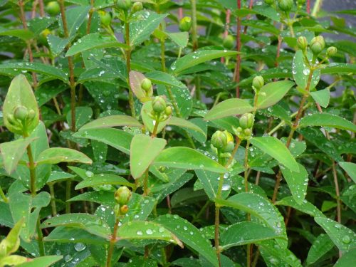 みんなは何色の傘☔が好きかな？