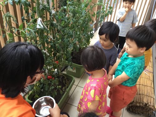 ?赤く育ったよ?