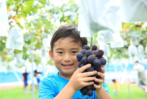 習志野市近郊で秋の果物狩り