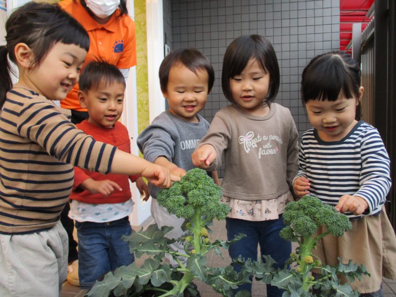 ?ブロッコリーができたよ♪