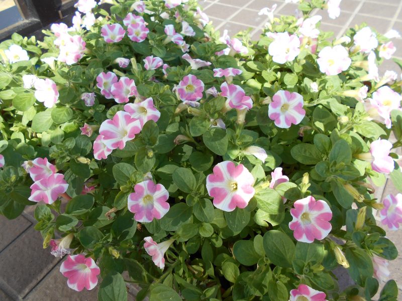 　ビックリ?　Σ(･ω･ﾉ)ﾉ　!!!!