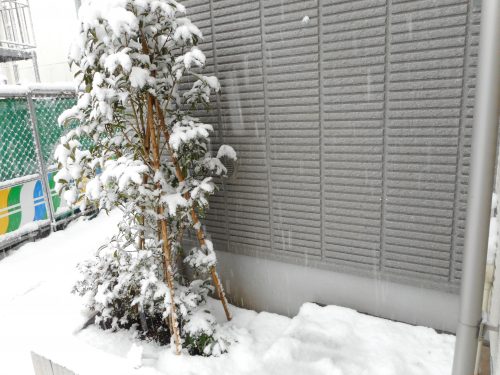 雪が積もりました。