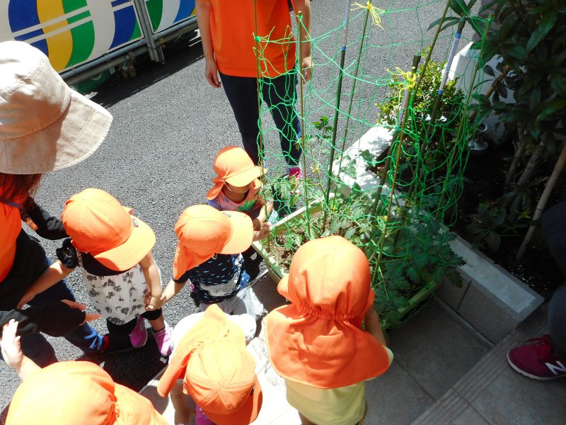 小さなトマトの実がなりました