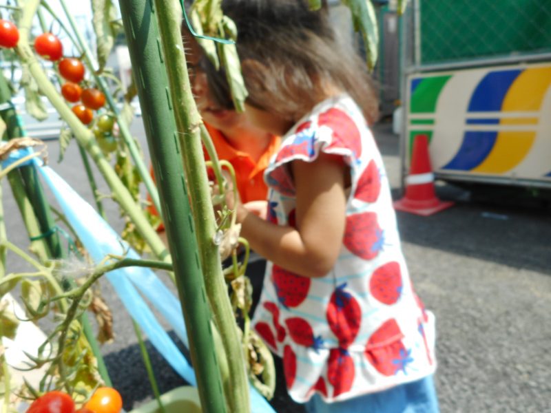 2歳児さんが育てたトマトがたくさんなりました。