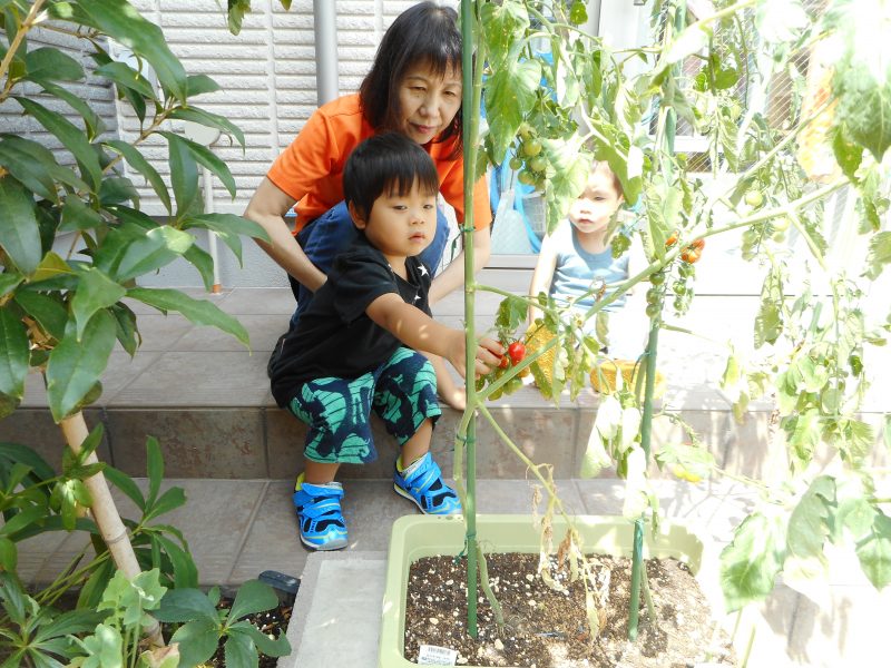 毎日、順番に赤くなったトマトの収穫をしています