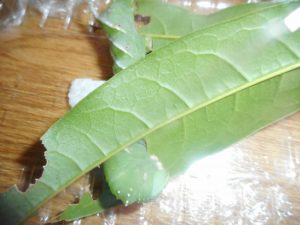 いつもと違ったお客さん‼