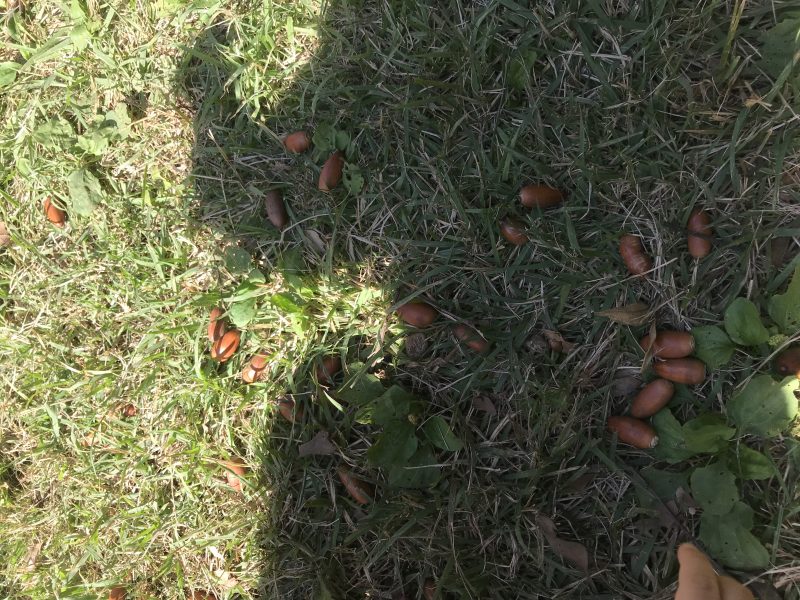 どんぐりころころ