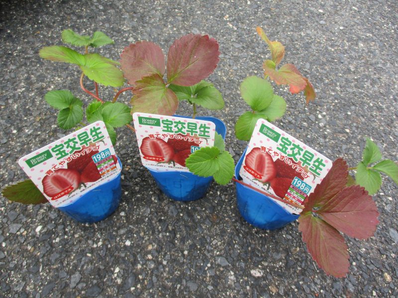 今週の子どもたち②　　～２歳児りんごぐみさん?の活動～