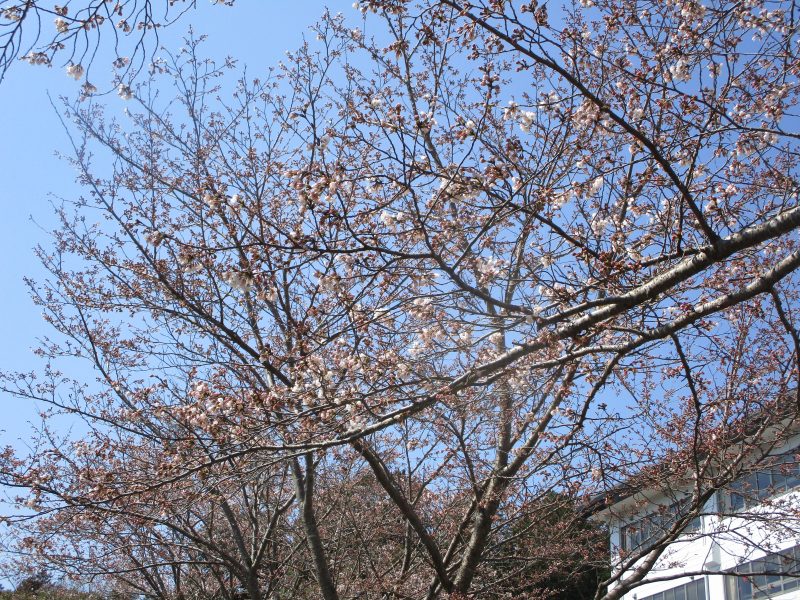 ★今週の子どもたち★