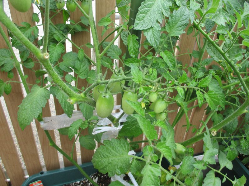 ★今週の子どもたち★