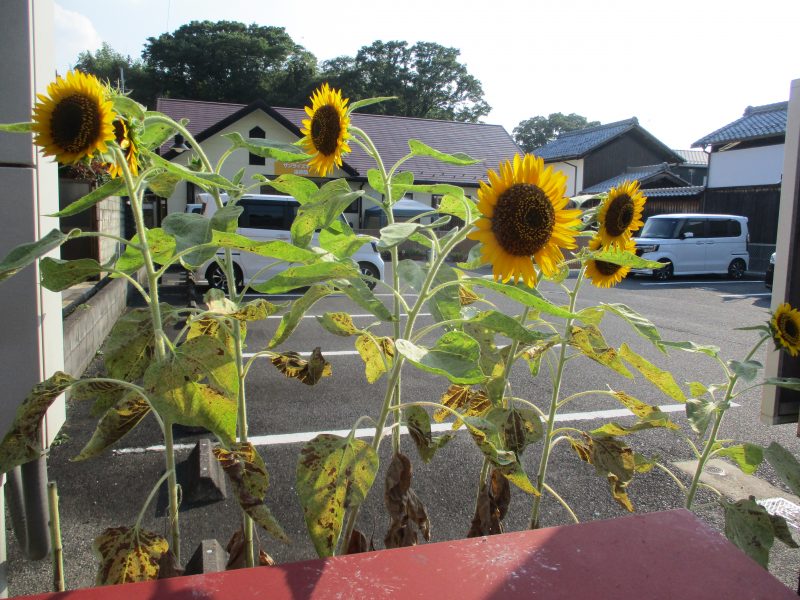 夏祭りごっこ＆絵本ブログ⑨