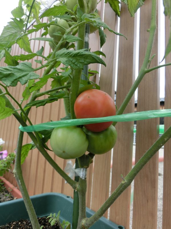 今週の子どもたち(*‘∀‘)