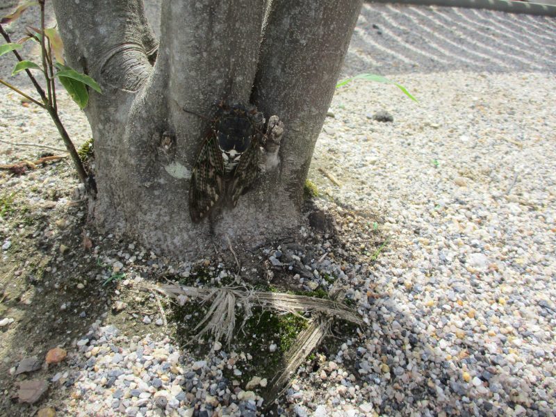 今週の子どもたち(*‘∀‘)