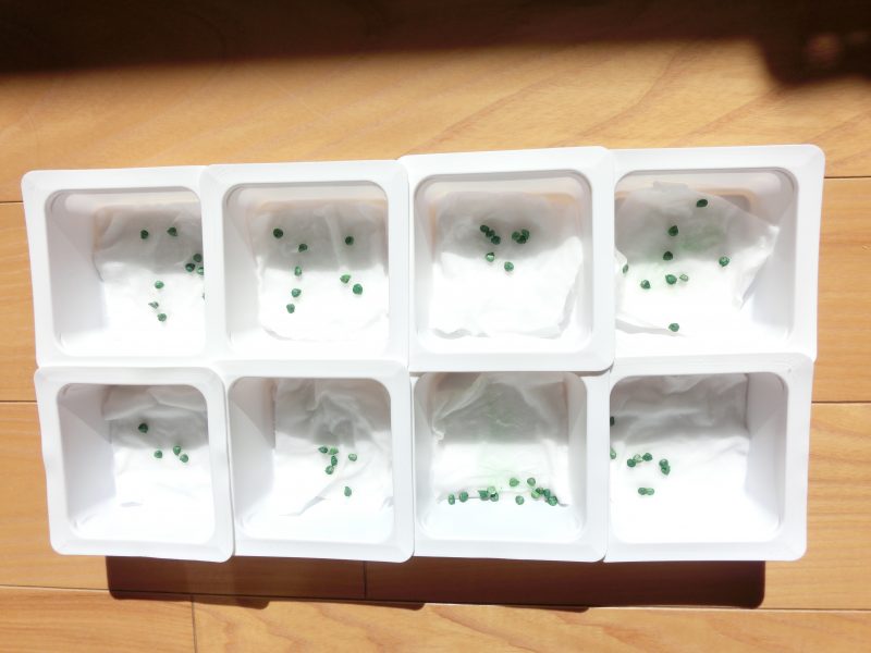 今週の子どもたち(*´▽｀*)