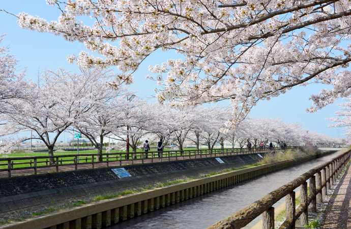 桜のまち平和町でのんびりと桜散策&スタンプラリー🌸