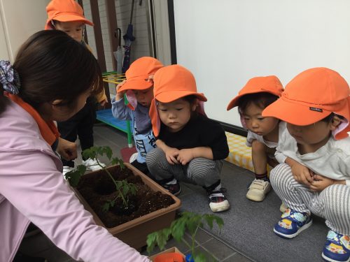 野菜と一緒に大きくなろう！