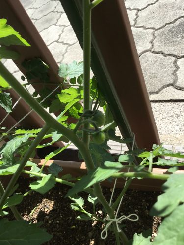 ５月も終わりますね。