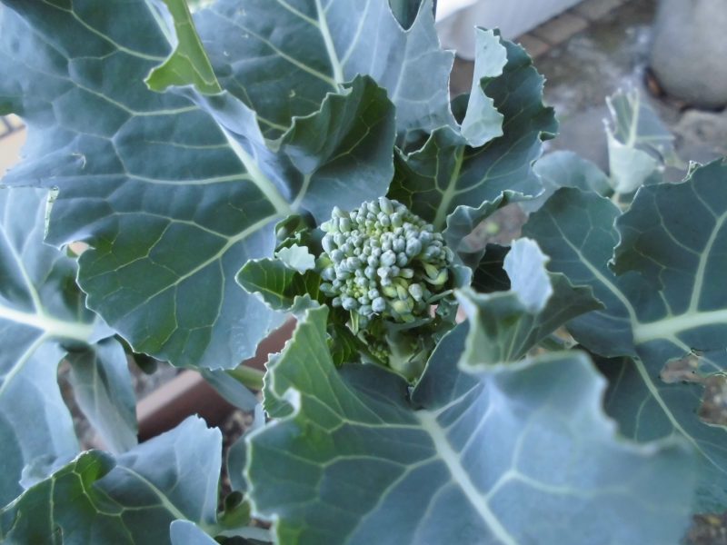 【小規模保育園・小田原園】園庭開放に行ってきました！！