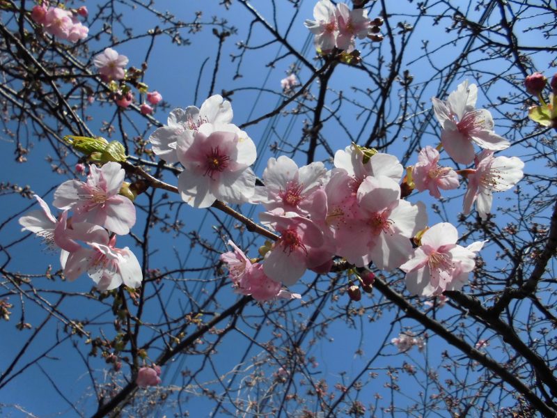 【小規模保育園・小田原園】2月誕生会?＆ひな祭り会?