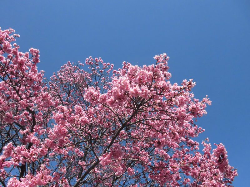 【小規模保育園・小田原園】様々なものを愛でる( *´艸｀)