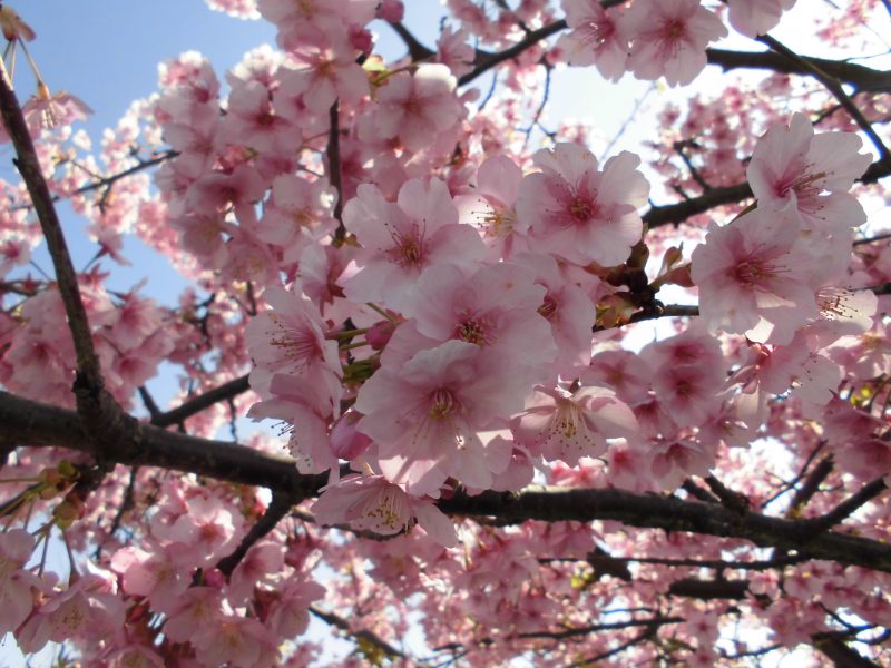 【小規模保育園・小田原園】お別れ会?