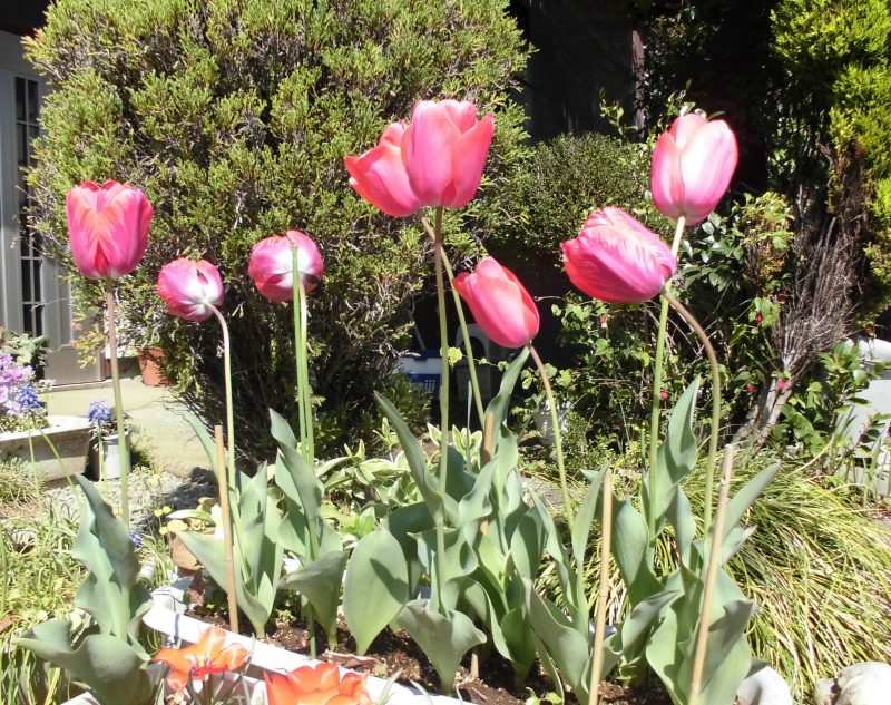 【小規模保育園・小田原園】戸外活動デビュー✨