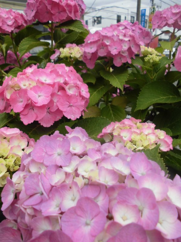 【小規模保育園：小田原園】カバさんのお口、あ～ん?&おまけ✨