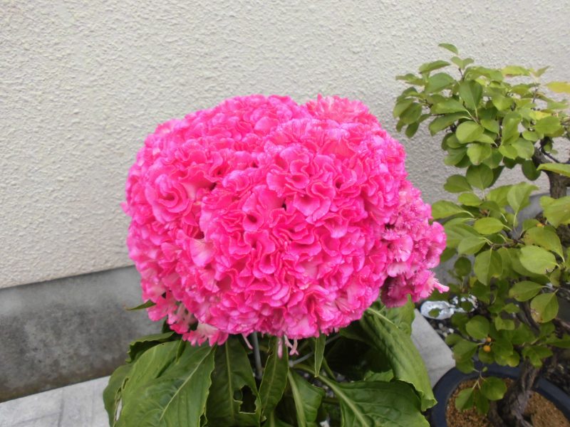 【小規模保育園：小田原園】?〇〇の秋?④