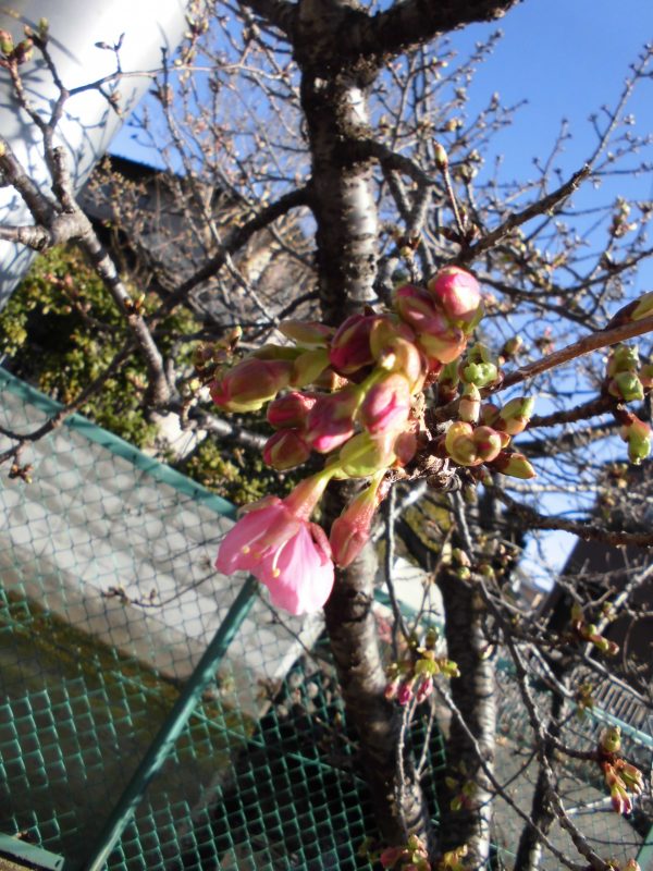 【小規模保育園：小田原園】川沿いの散歩にレッツゴ―!!