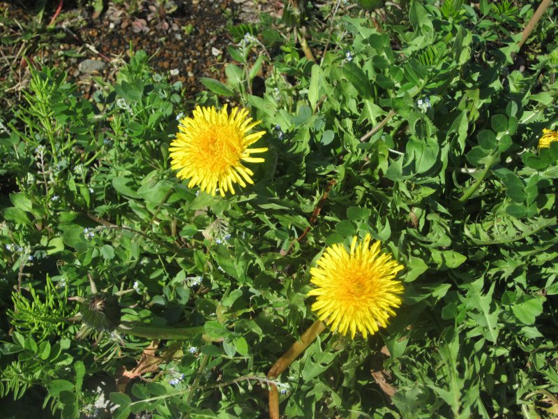 【小規模保育園：小田原園】?春の製作?