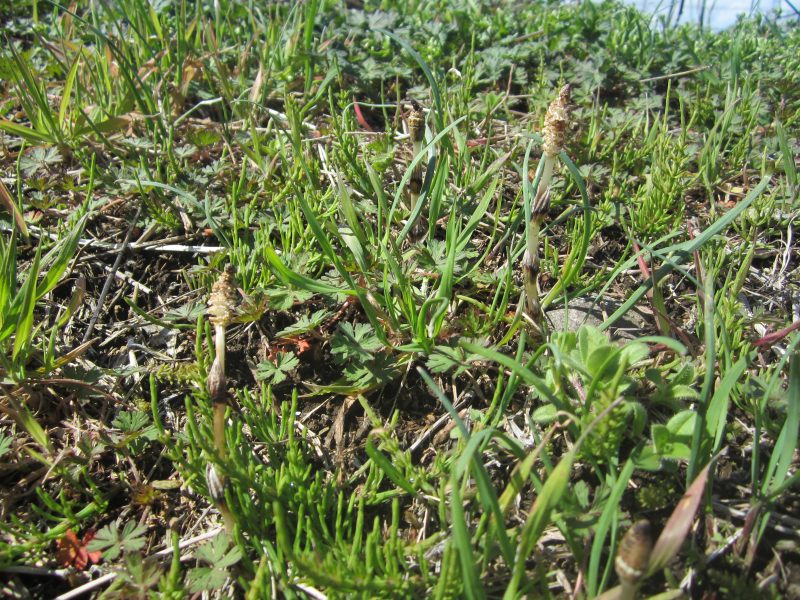 【小規模保育園:小田原園】?春の製作?②＆お別れ会